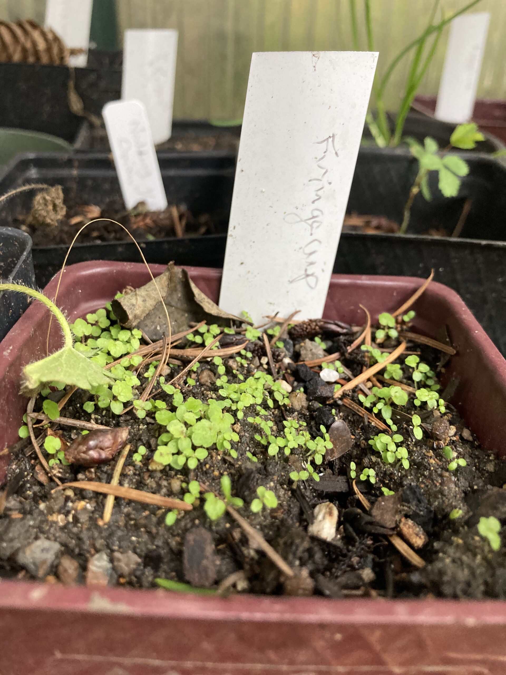 Busy Native Plant Propagation Time and a First 2023 Fledgling – If You ...